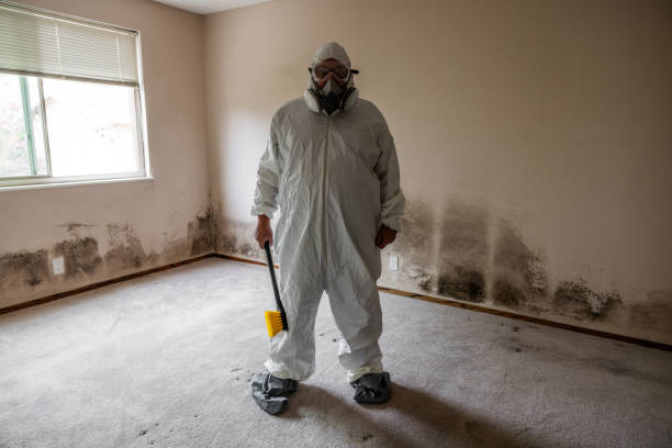 Best Localized Mold Remediation (e.g., coastal areas, humid climates) in Pass Christian, MS