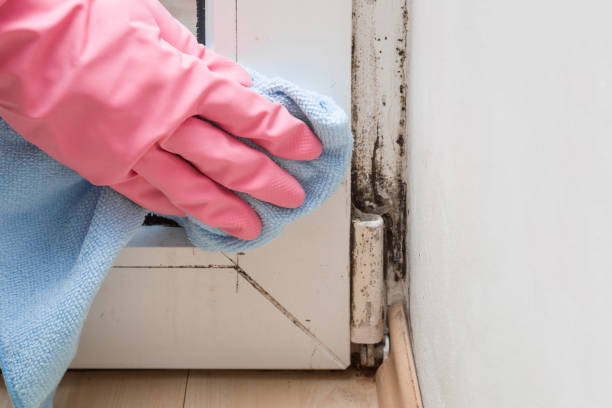 Best Residential Mold Remediation in Pass Christian, MS